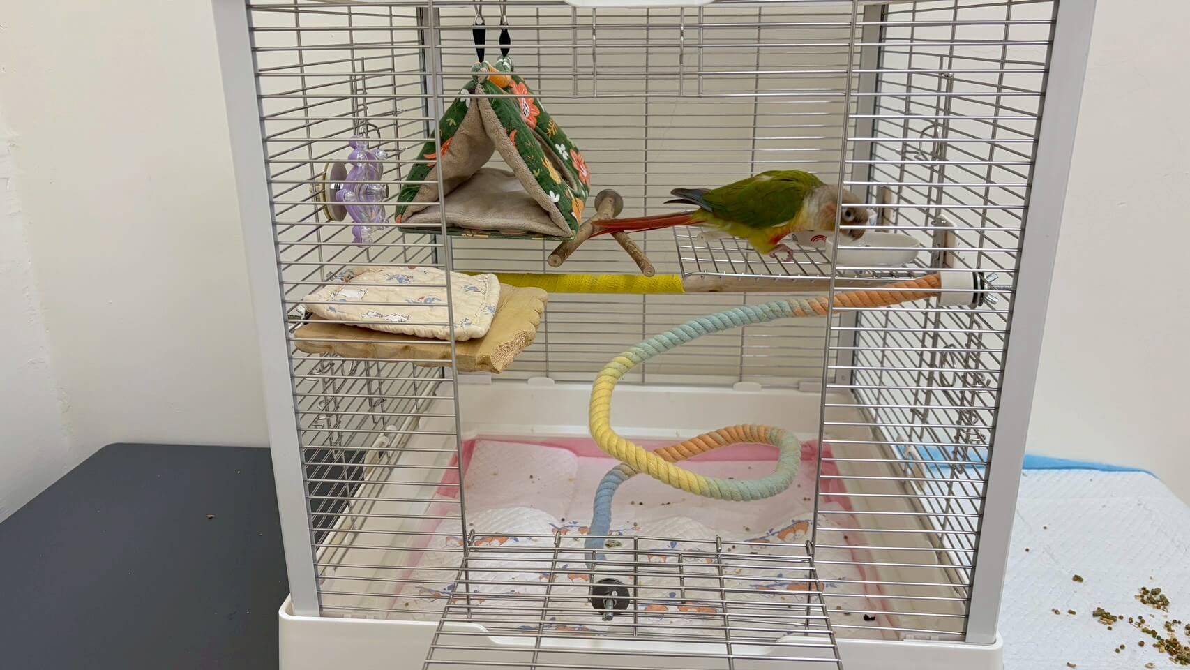 點擊查看大圖 壹伍鸚鵡・鳥類 標準房 房型照片 1