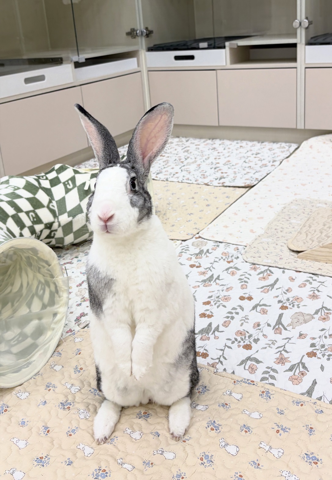 壹伍兔子住宿實際房型
